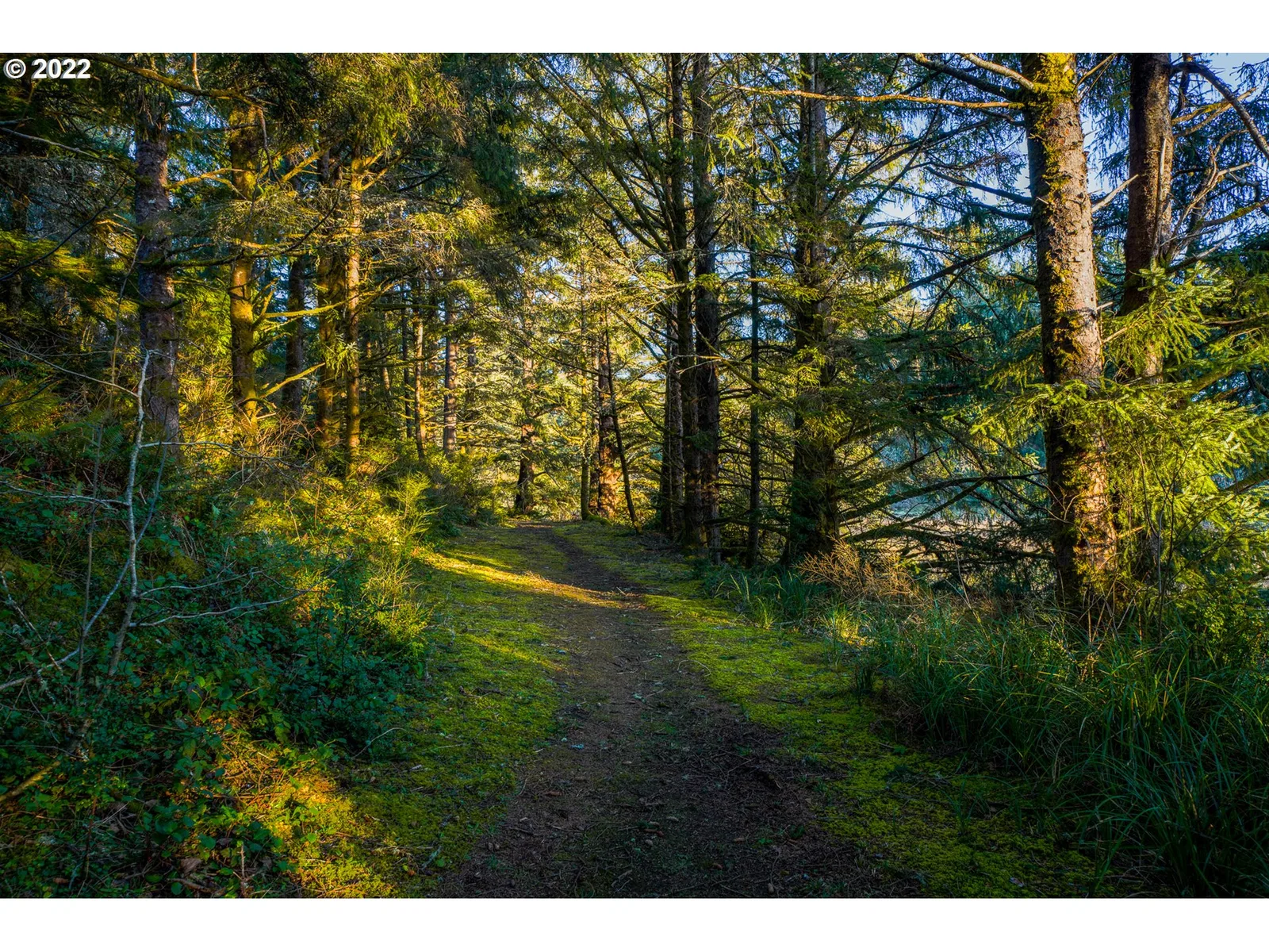 Meadowood Tl 1800, Netarts, OR 97143 — photograph 6