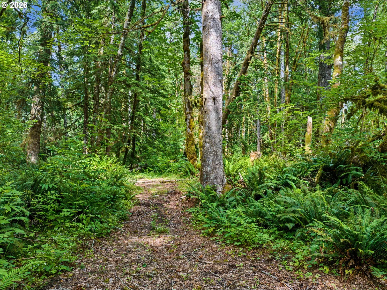 64601 E Brightwood Loop Rd, Brightwood, OR 97011 — photograph 39