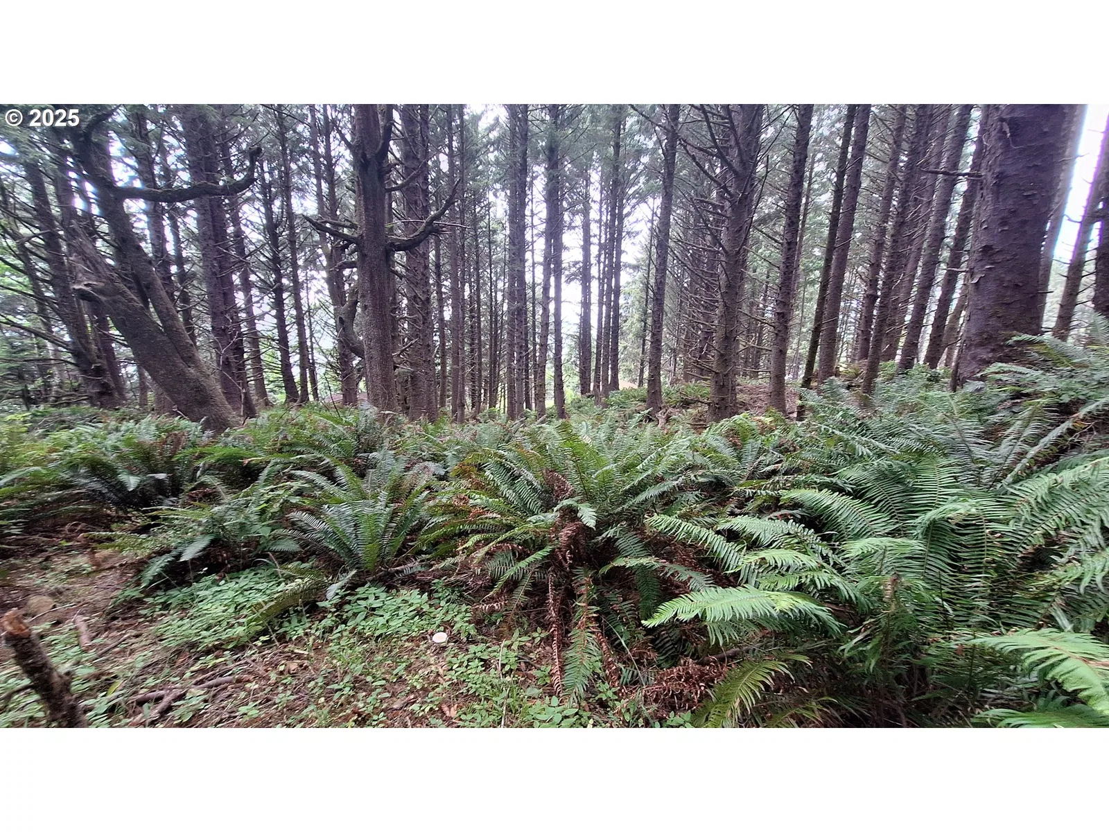 Hwy 101, Cannon Beach, OR 97110 — photograph 6