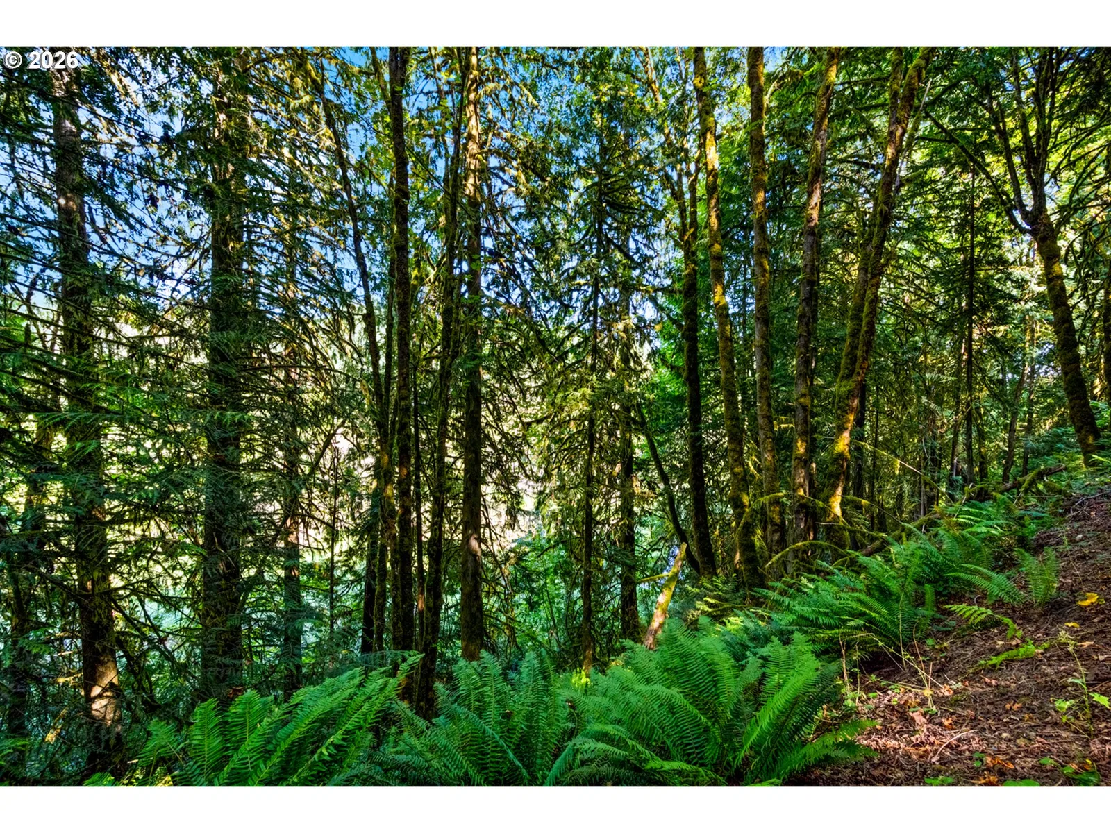 39383 NW Maller Ln, Banks, OR 97106 — photograph 43