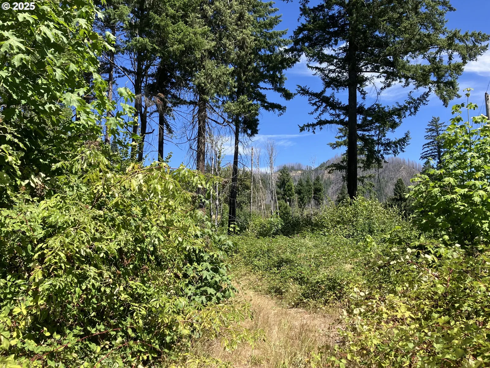 Blue River Dr, Blue River, OR 97413 — photograph 11
