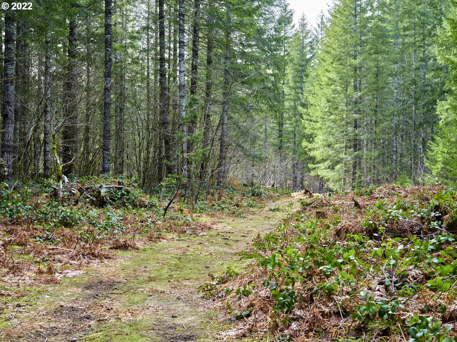 3 Lahar Ln, Cougar, Wa 98616 — photograph 16
