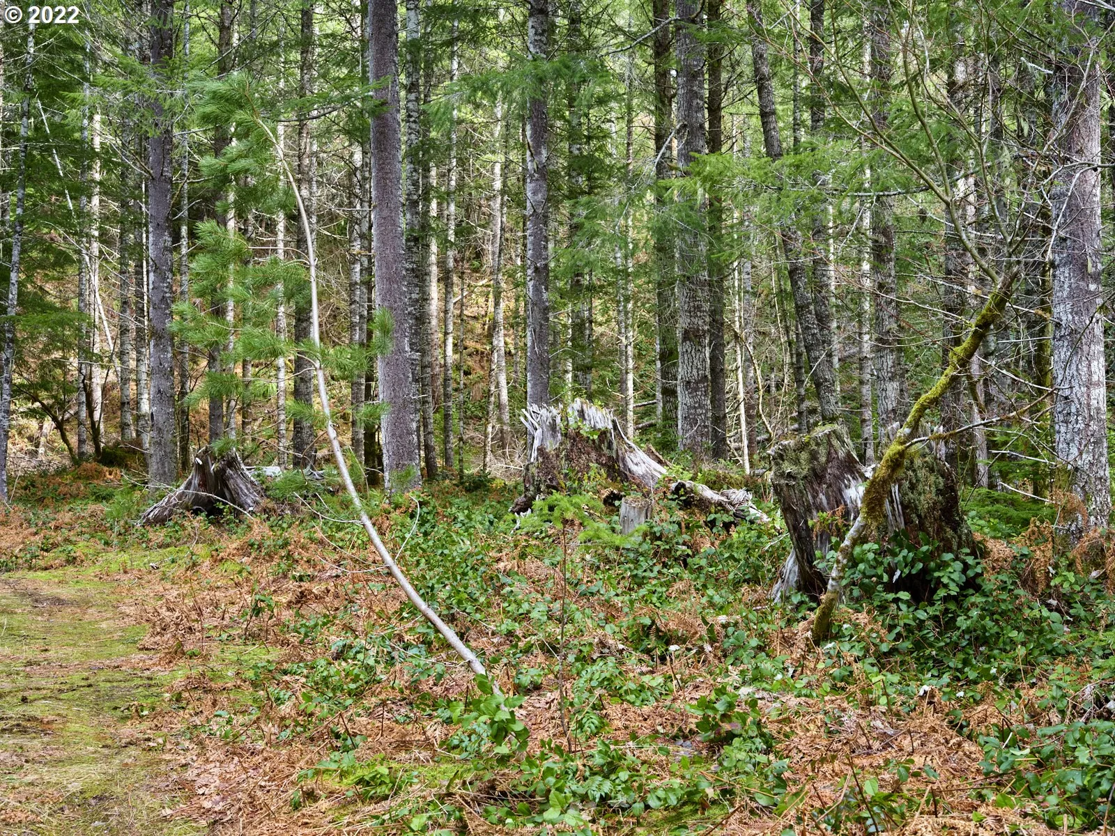 3 Lahar Ln, Cougar, Wa 98616 — photograph 18