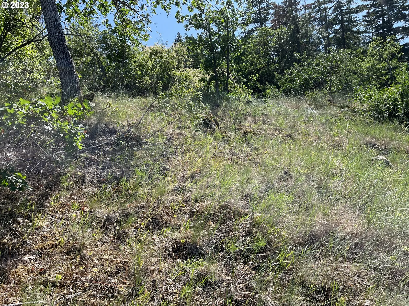 Asher St 36, Mosier, OR 97040 — photograph 20