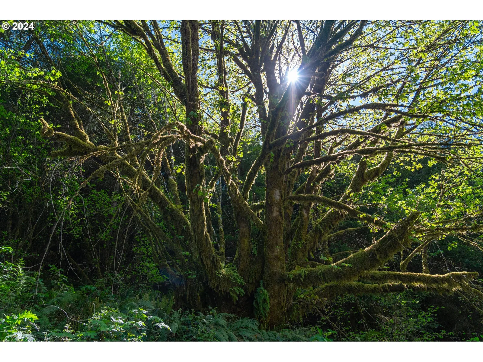 0 Harlan Rd, Toledo, OR 97391 — photograph 18