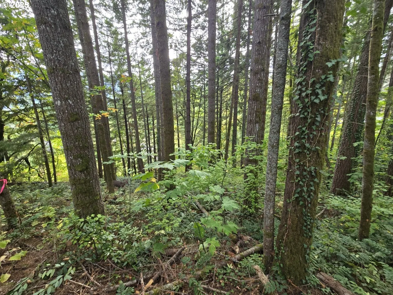 1225 SW Ryan Allen Rd, Stevenson, Wa 98648 — photograph 13