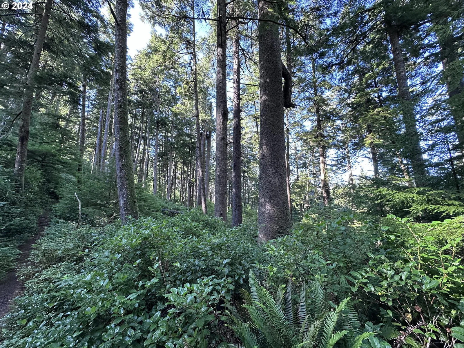 Arch Cape, OR — photograph 16