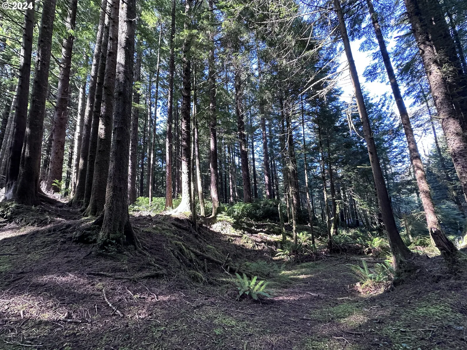 Arch Cape, OR — photograph 19