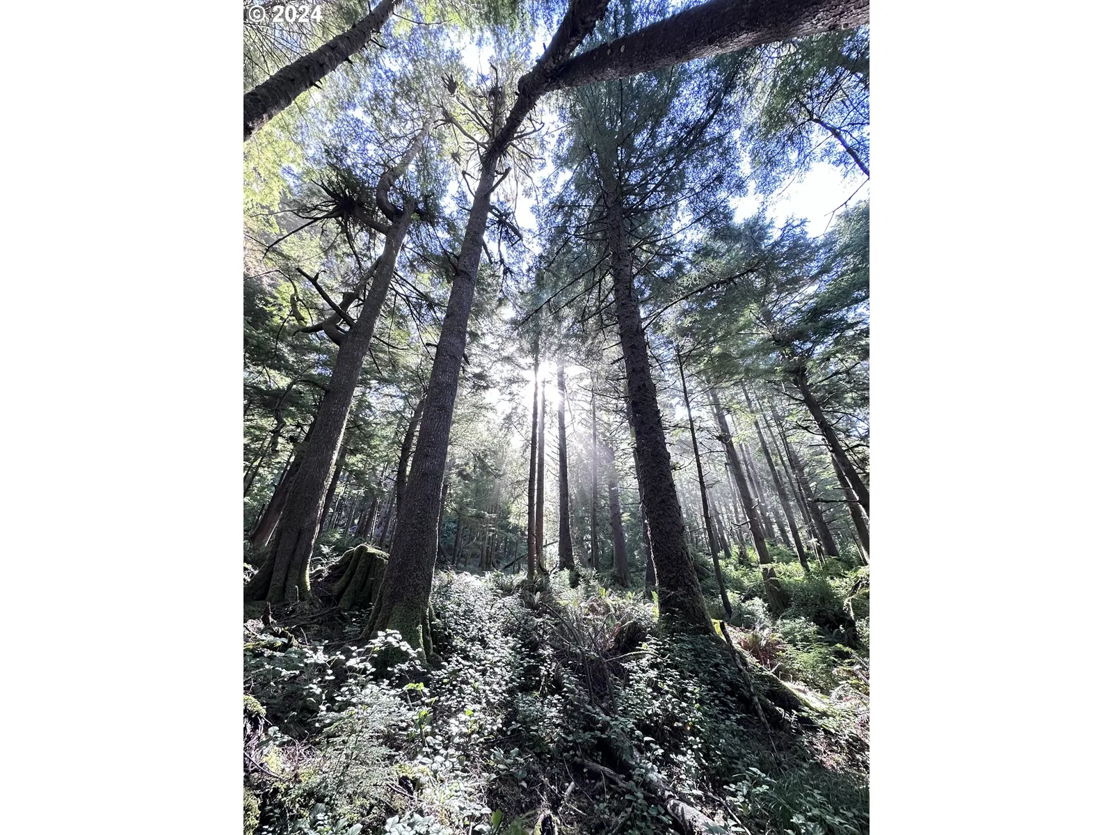 Arch Cape, OR — photograph 24
