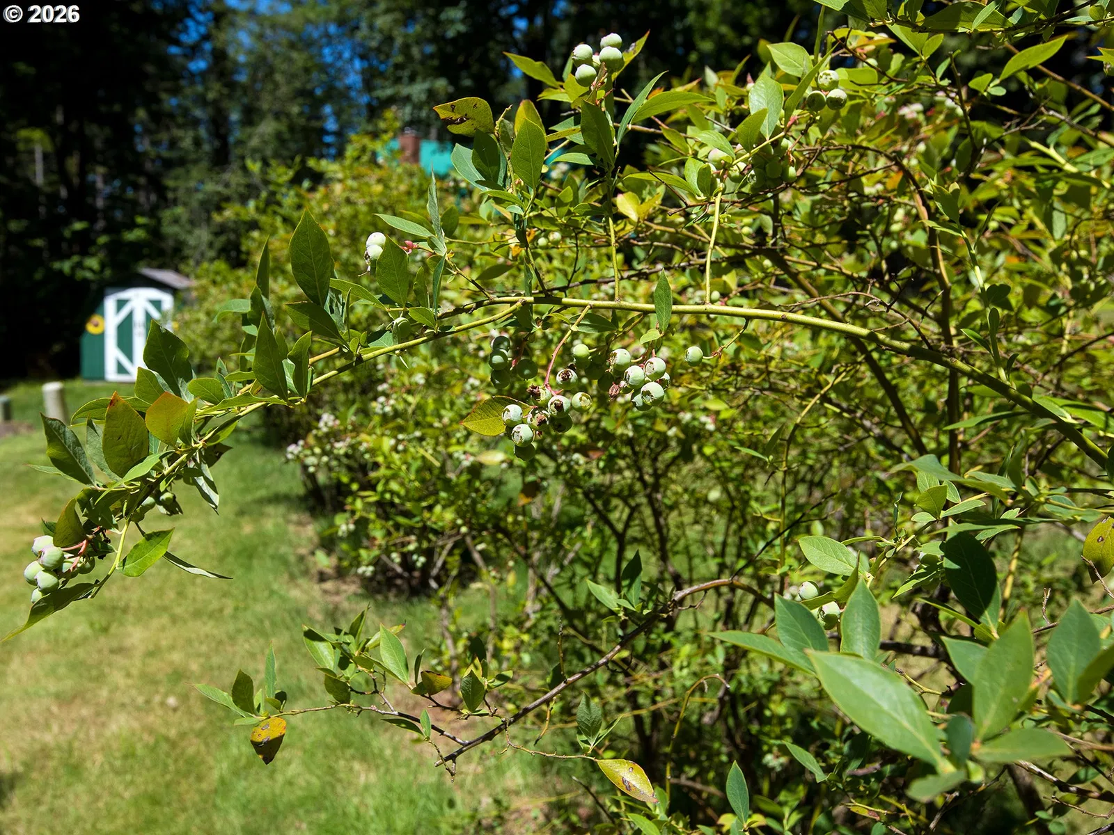 30744 NE 10th St, Washougal, Wa 98671 — photograph 41