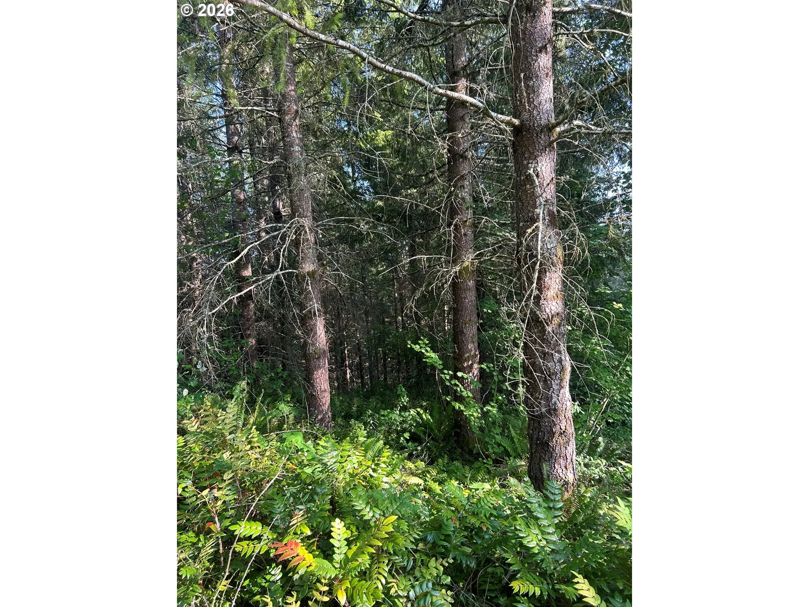 0 NE 206th Ave, Amboy, Wa 98601 — photograph 41