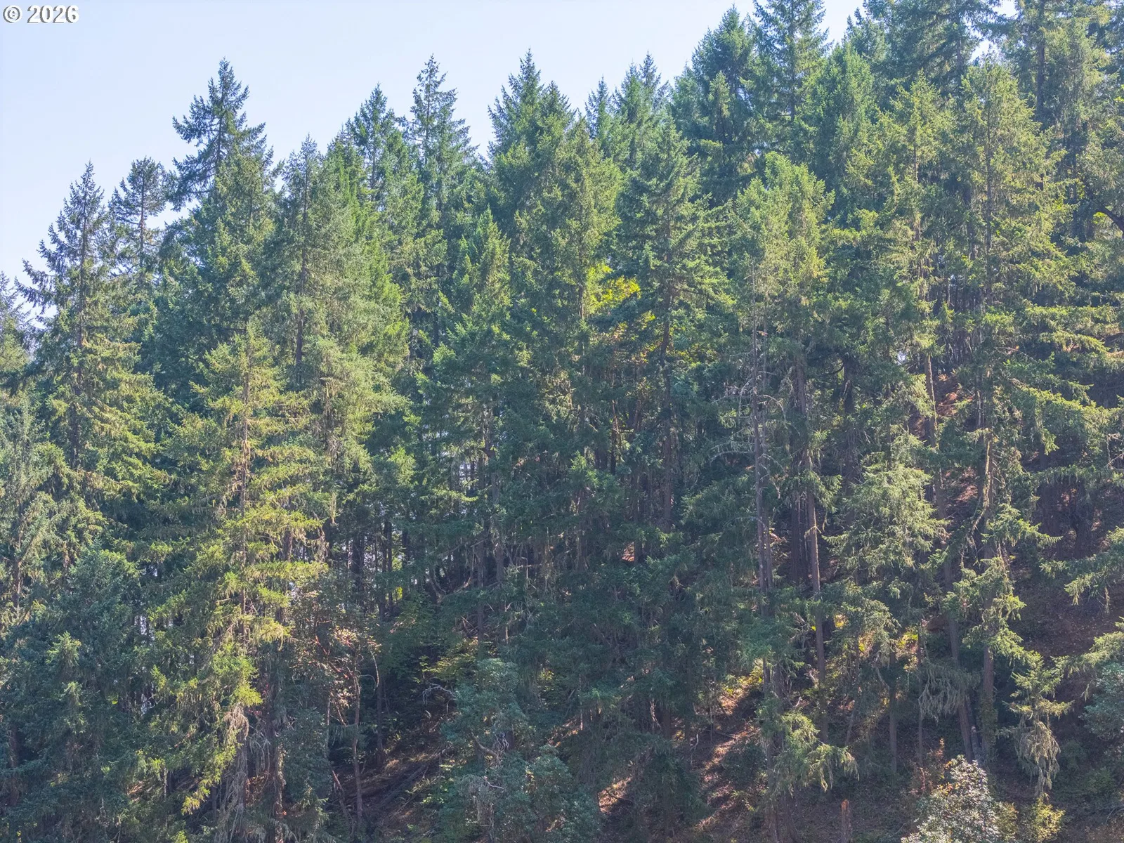 Strickland Canyon Rd Tl100, Roseburg, OR 97471 — photograph 12