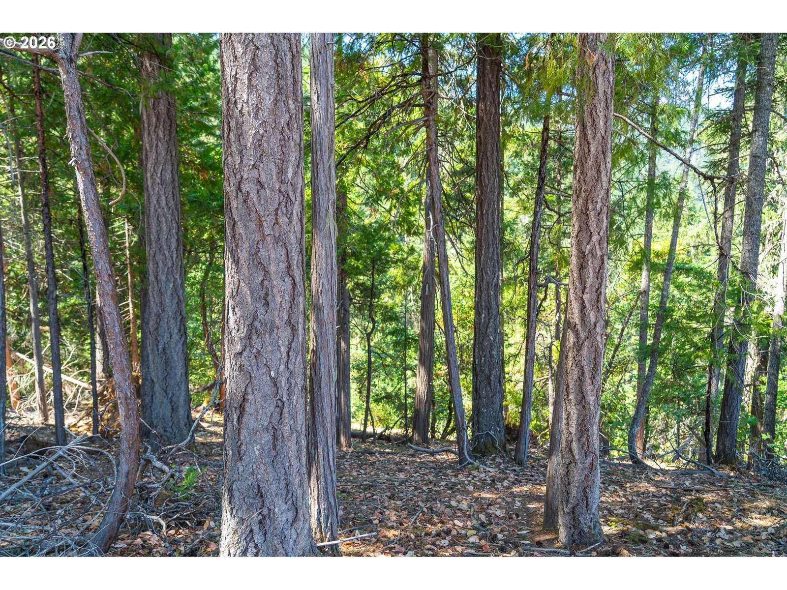 Strickland Canyon Rd Tl100, Roseburg, OR 97471 — photograph 13
