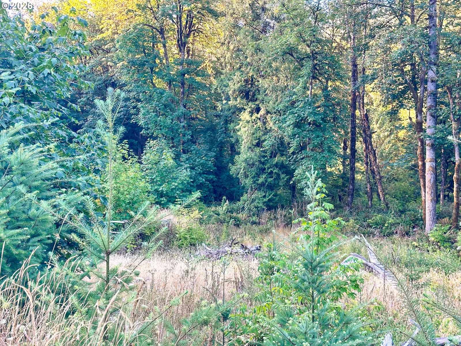 Honeygrove Rd Tl200, Alsea, OR 97324 — photograph 6