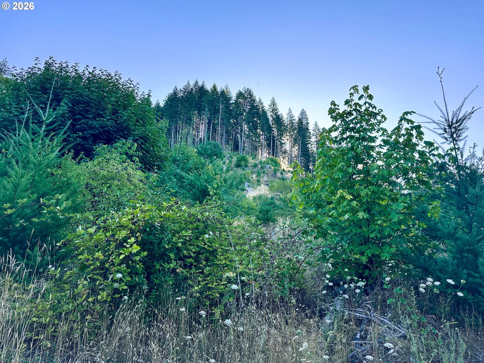 Honeygrove Rd Tl200, Alsea, OR 97324 — photograph 26