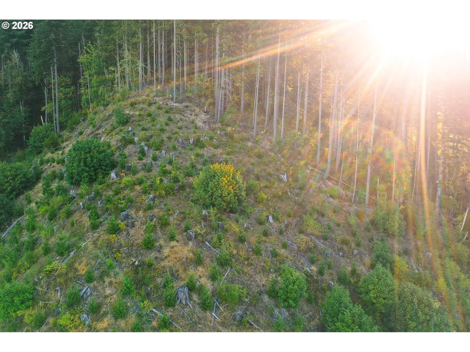 Honeygrove Rd Tl200, Alsea, OR 97324 — photograph 29