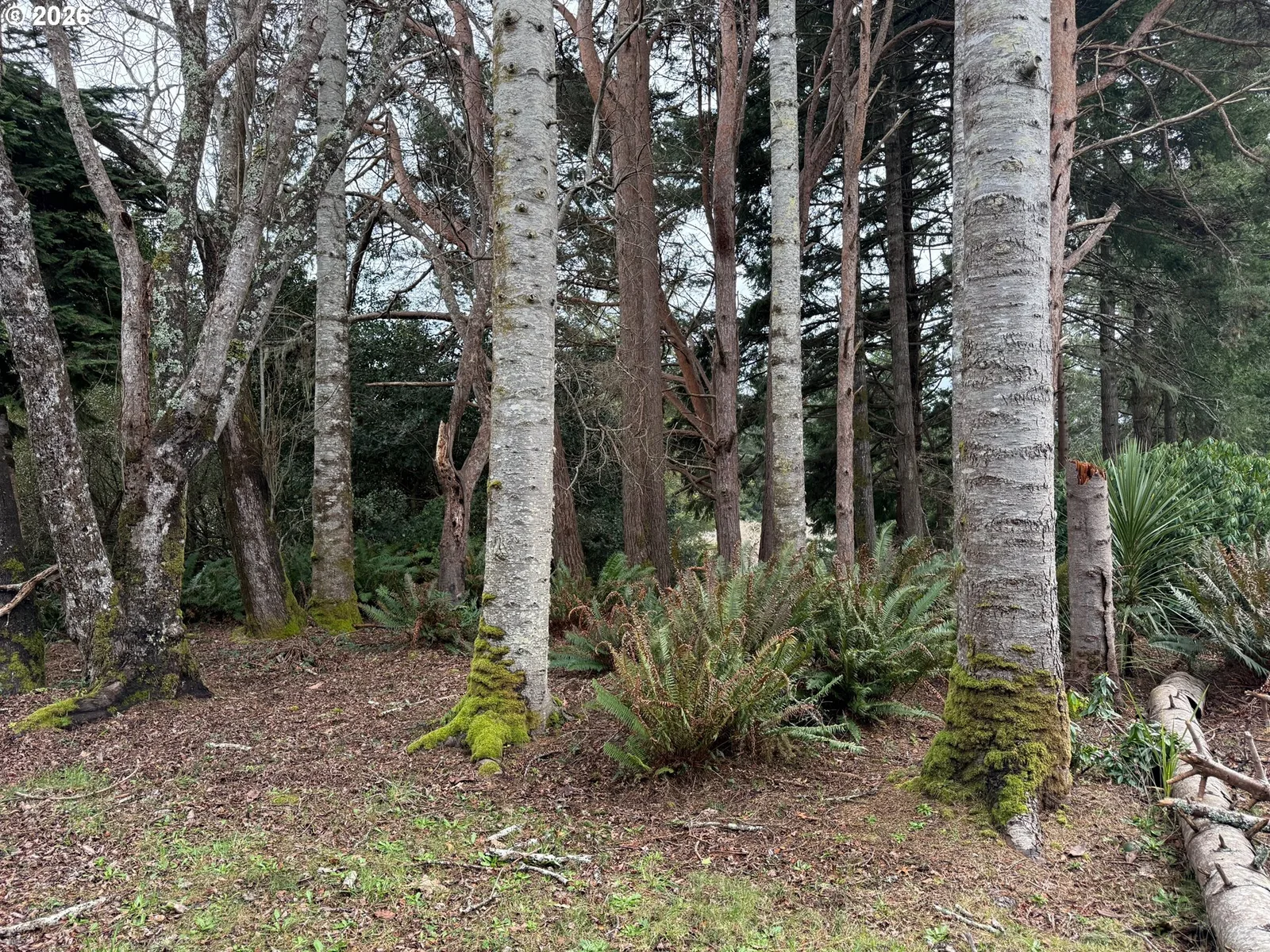 Klamath Ave SE, Bandon, OR 97411 — photograph 11