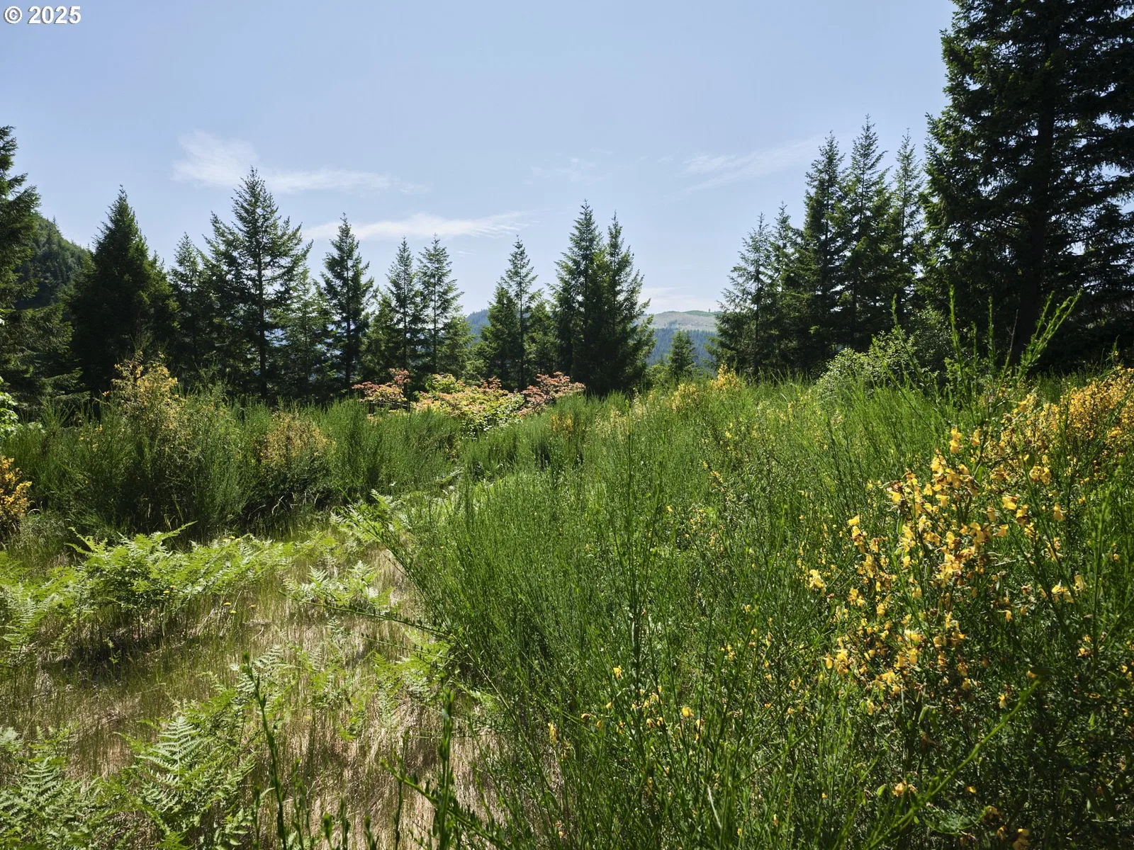 3 Phyllis Ann Block Ct, Cougar, Wa 98616 — photograph 21