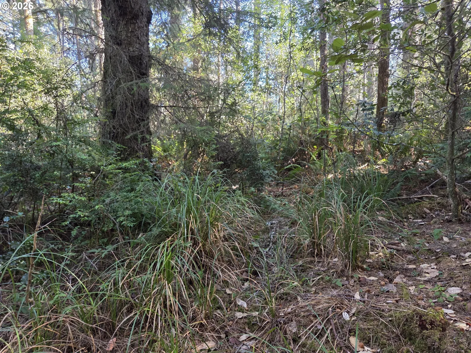 Greggs Creek Rd 300, Gold Beach, OR 97444 — photograph 14