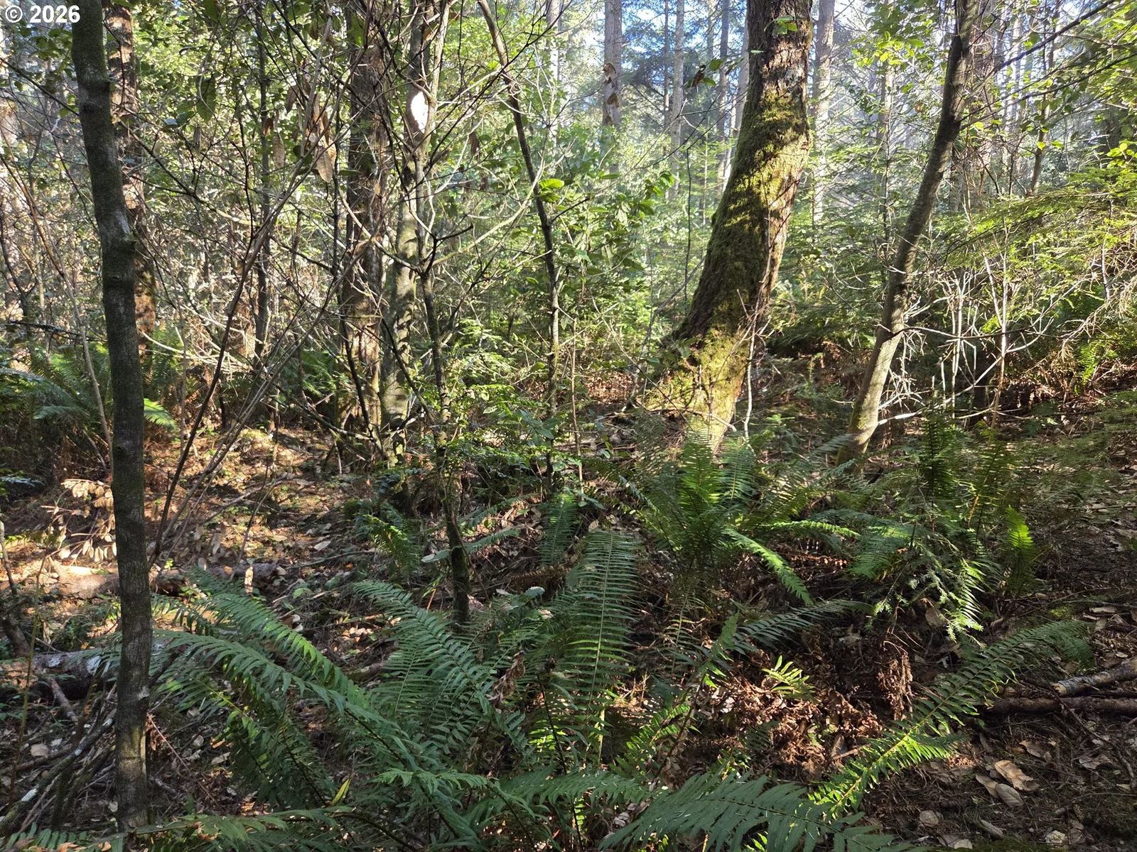Greggs Creek Rd 300, Gold Beach, OR 97444 — photograph 16