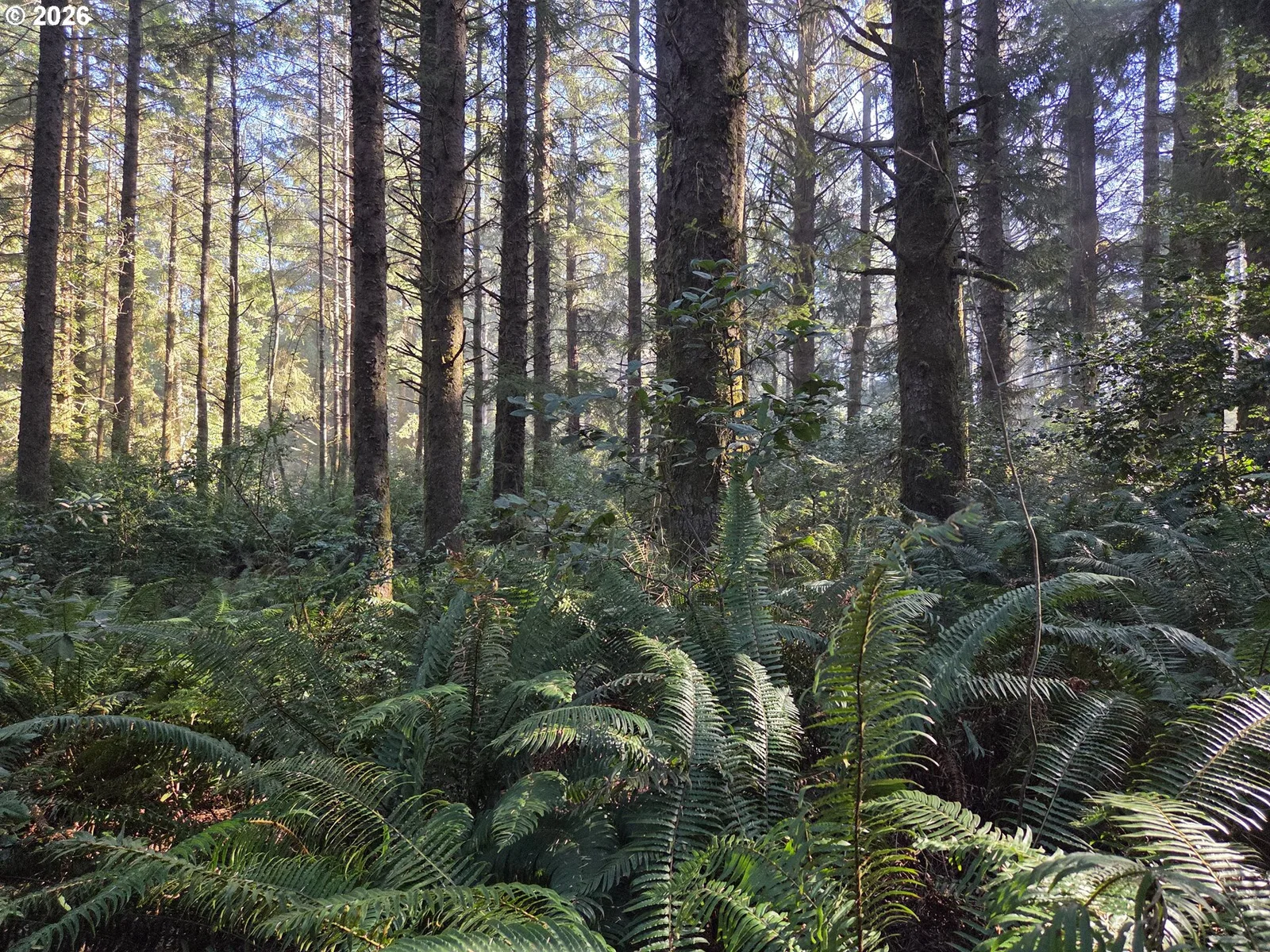 Greggs Creek Rd 300, Gold Beach, OR 97444 — photograph 10