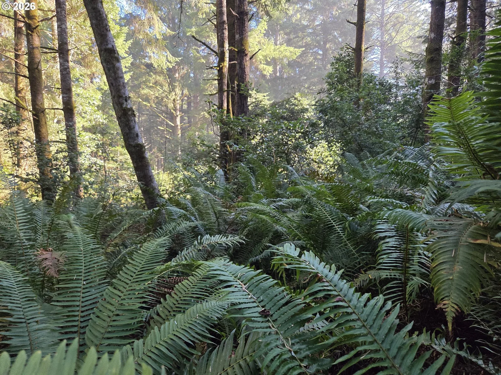 Greggs Creek Rd 300, Gold Beach, OR 97444 — photograph 20