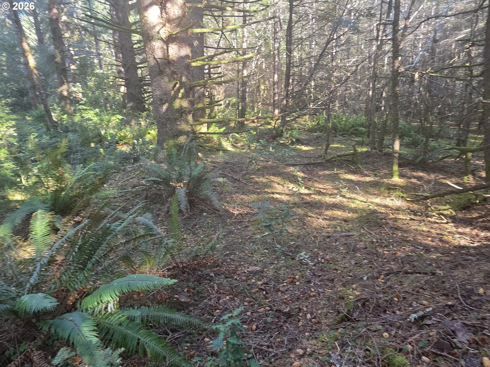 Greggs Creek Rd 300, Gold Beach, OR 97444 — photograph 28