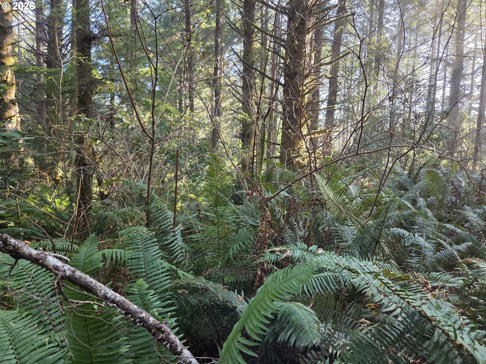 Greggs Creek Rd 300, Gold Beach, OR 97444 — photograph 37