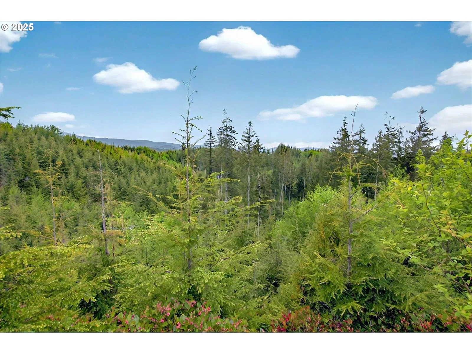 5 Parpala Rd 5, Naselle, Wa 98638 — photograph 9