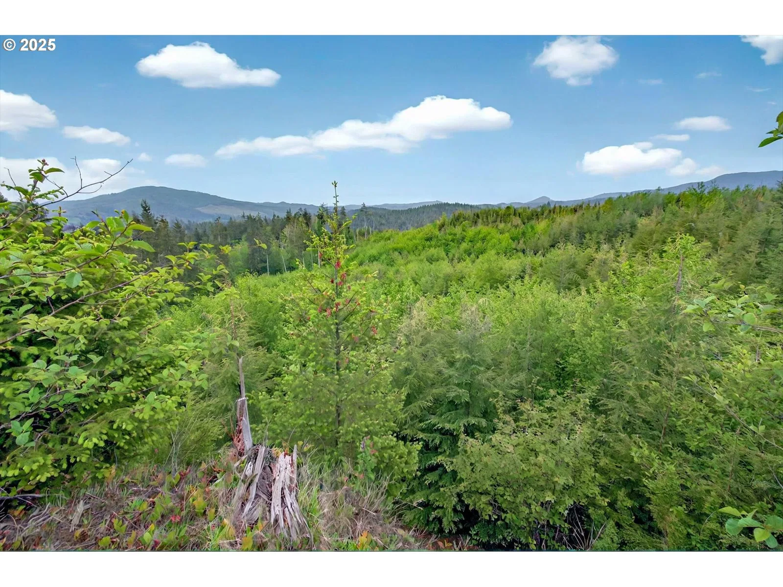 5 Parpala Rd 5, Naselle, Wa 98638 — photograph 16