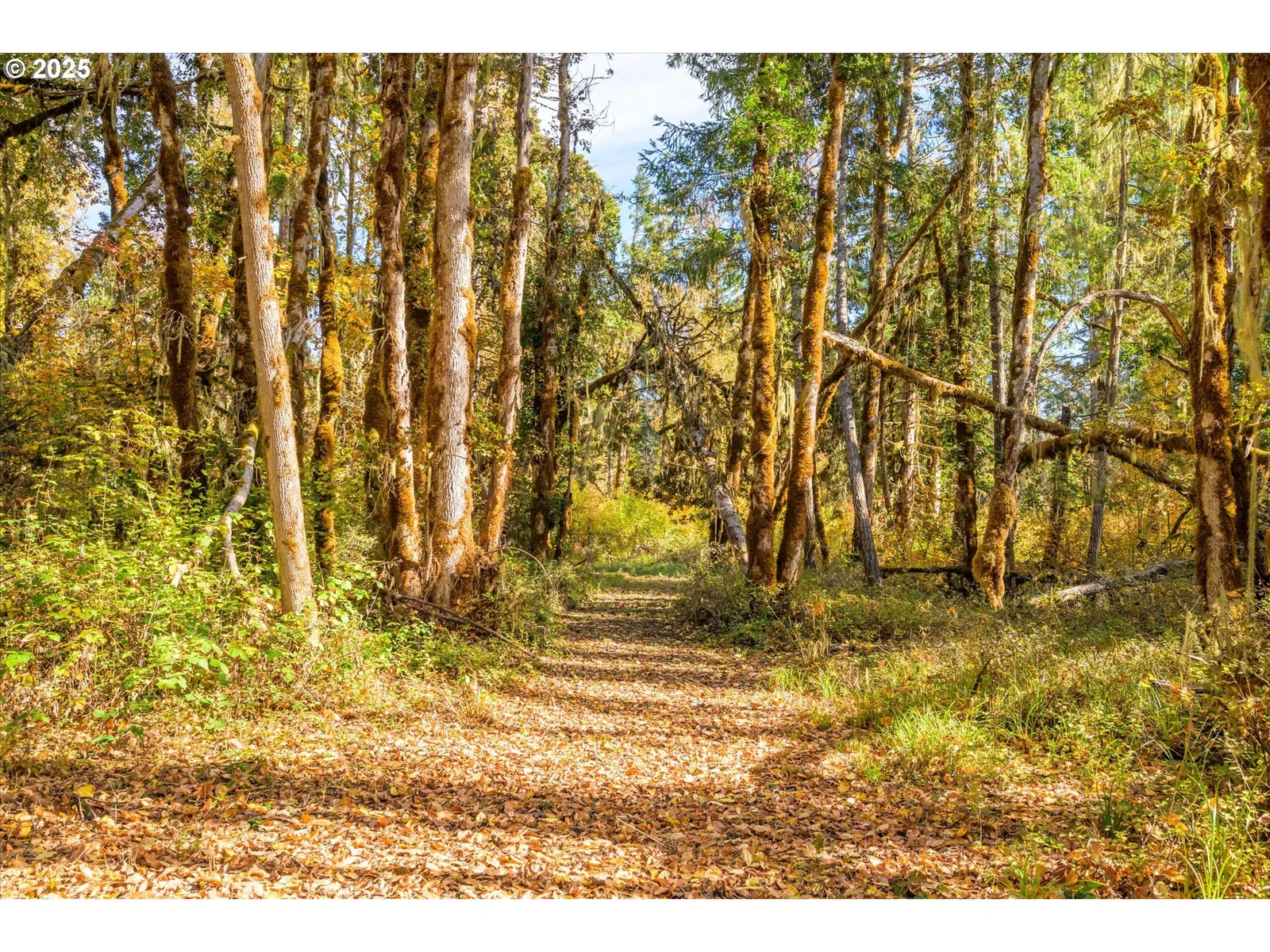 Siuslaw River Rd, Lorane, OR 97451 — photograph 16