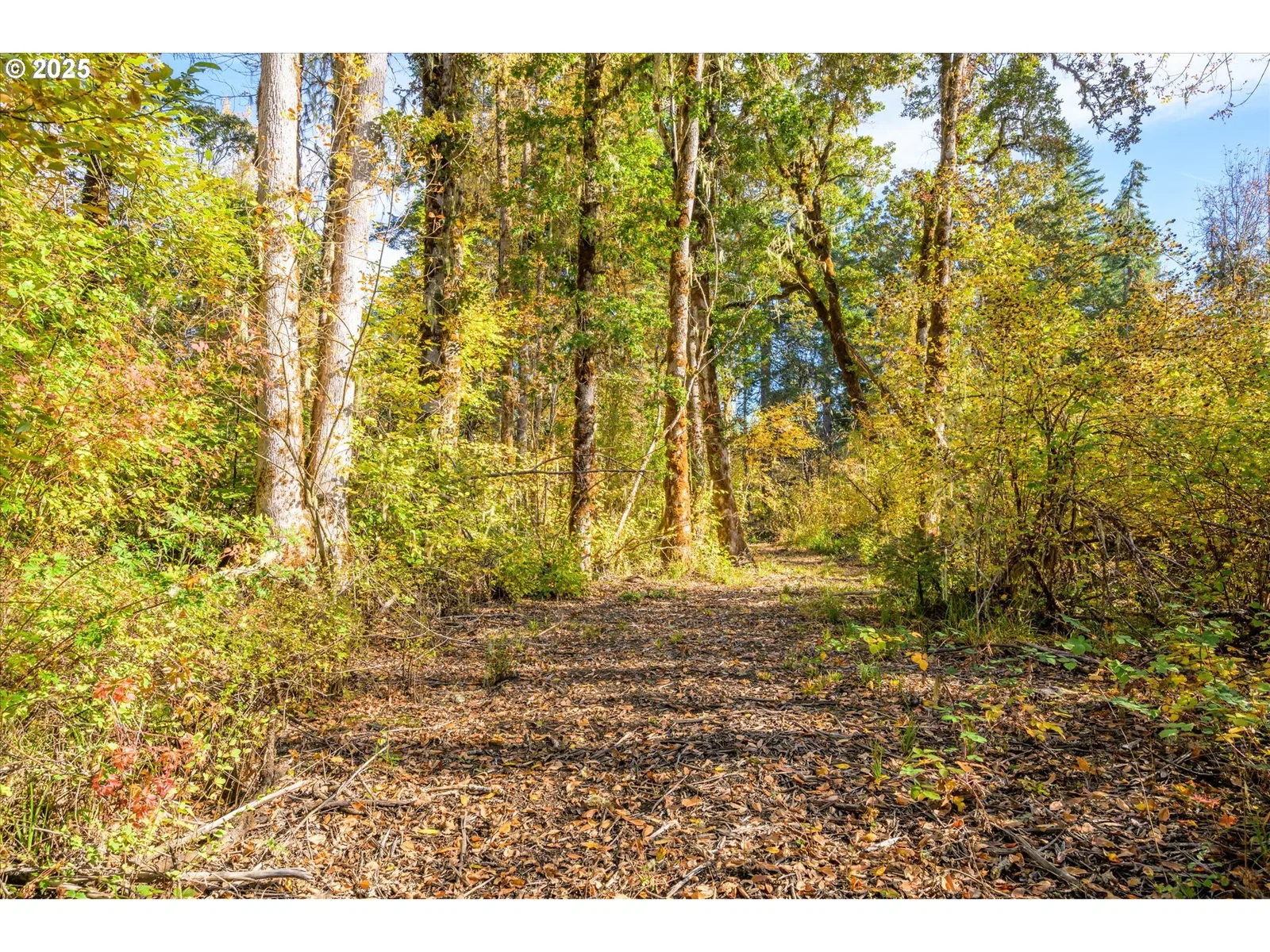 Siuslaw River Rd, Lorane, OR 97451 — photograph 17