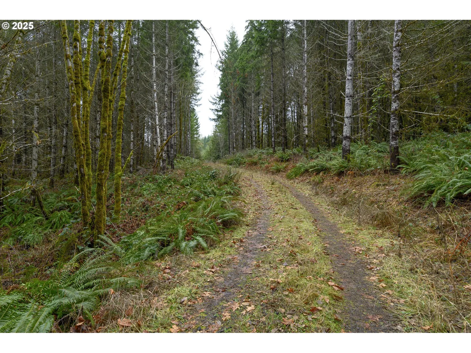 0 Panther Creek Rd, Carlton, OR 97111 — photograph 43