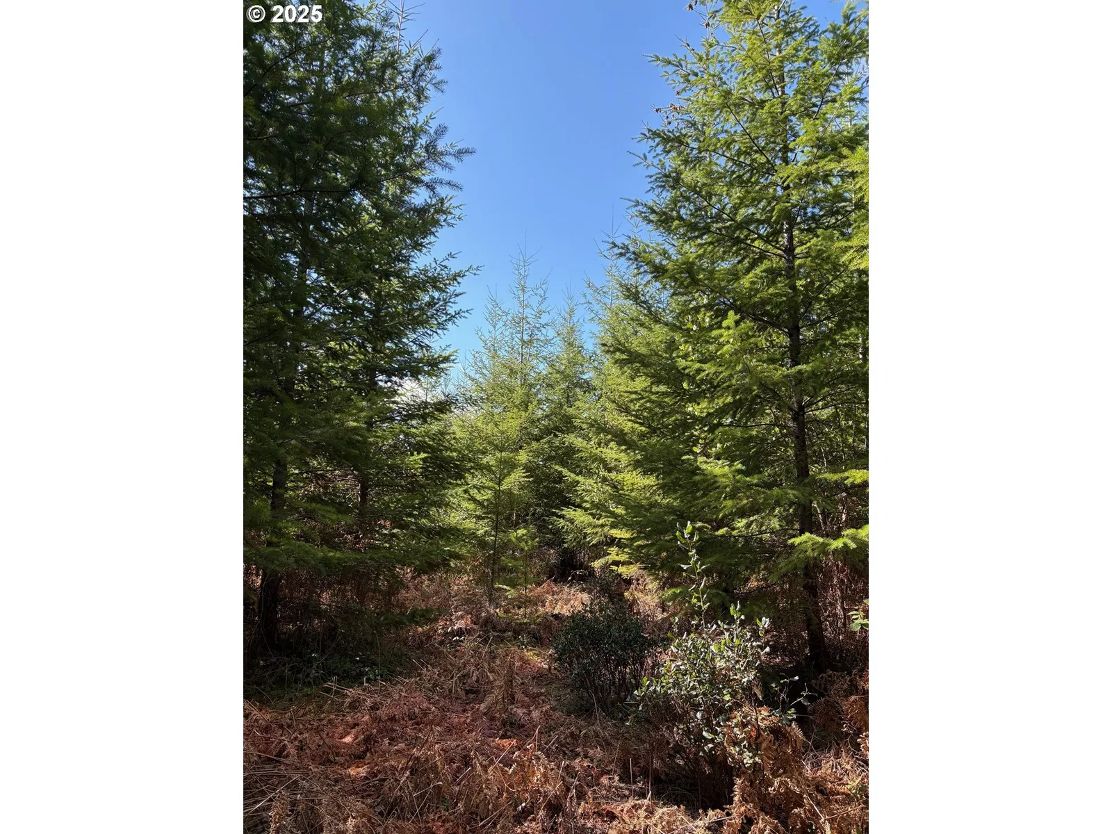 0 Boiler Creek Rd, Springfield, OR 97478 — photograph 12