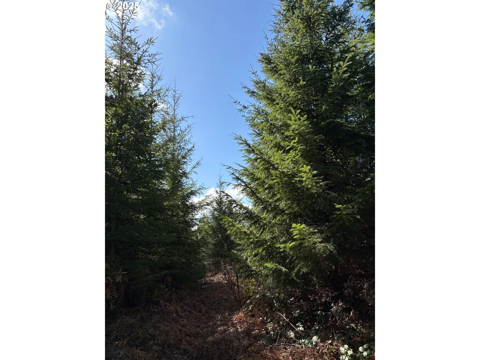 0 Boiler Creek Rd, Springfield, OR 97478 — photograph 16