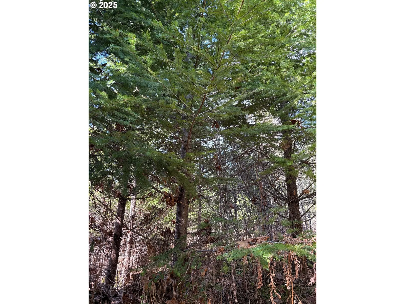 0 Boiler Creek Rd, Springfield, OR 97478 — photograph 18
