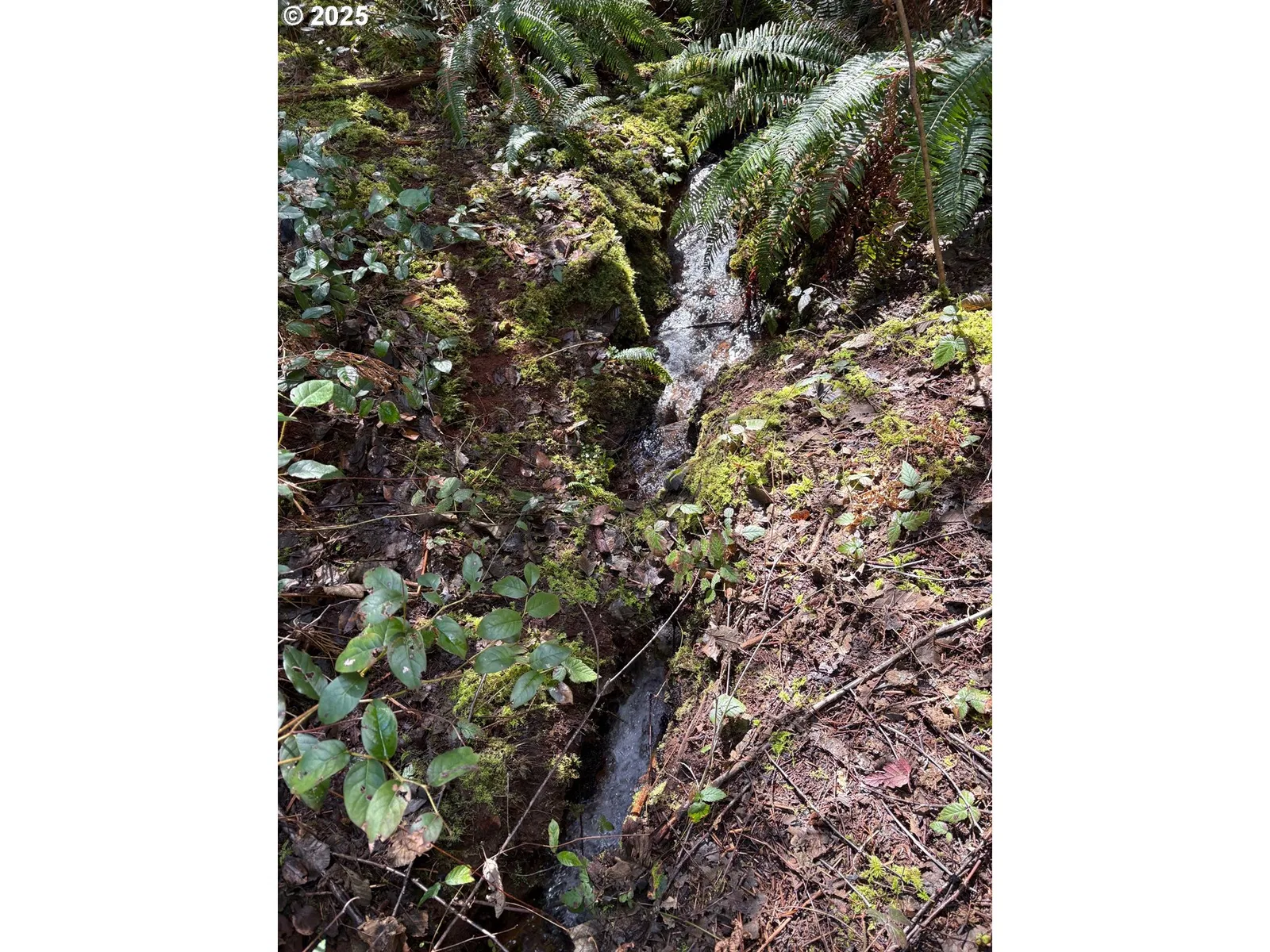 0 Boiler Creek Rd, Springfield, OR 97478 — photograph 23