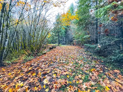 Land at La Duke Rd Tl105, Westfir, OR 97492