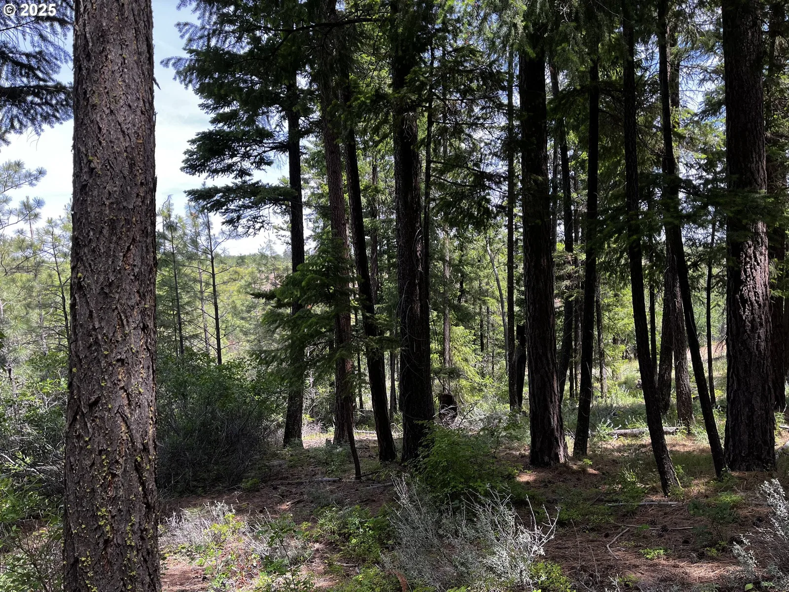 0 Kelly Springs, Pine Grove, OR 97037 — photograph 16