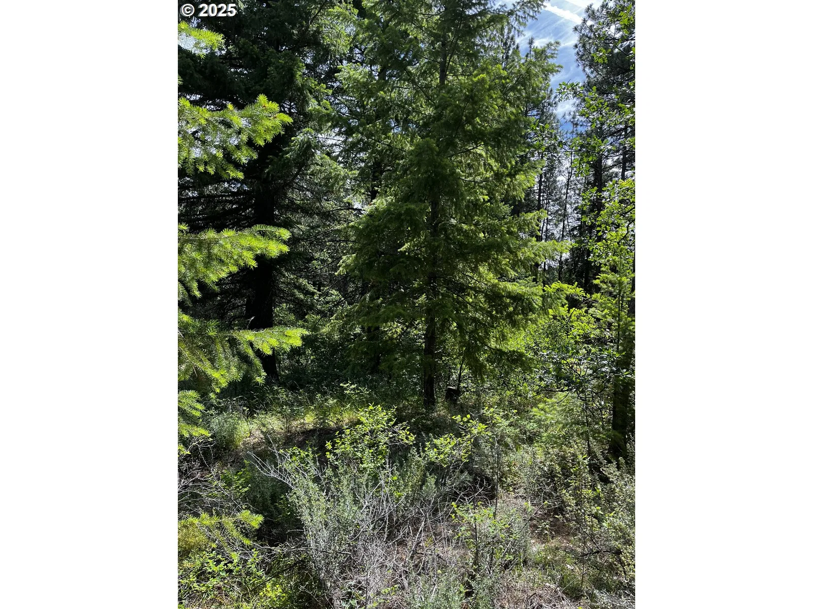 0 Kelly Springs, Pine Grove, OR 97037 — photograph 25