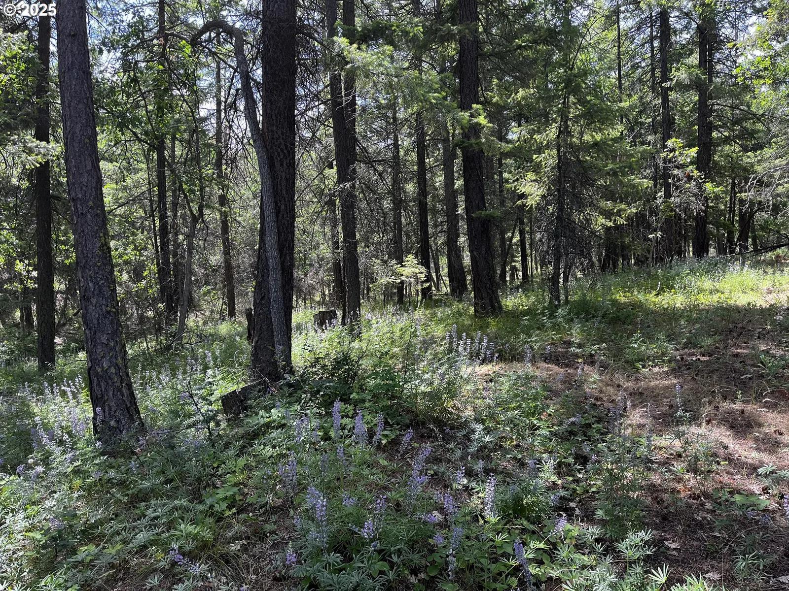 0 Kelly Springs, Pine Grove, OR 97037 — photograph 31