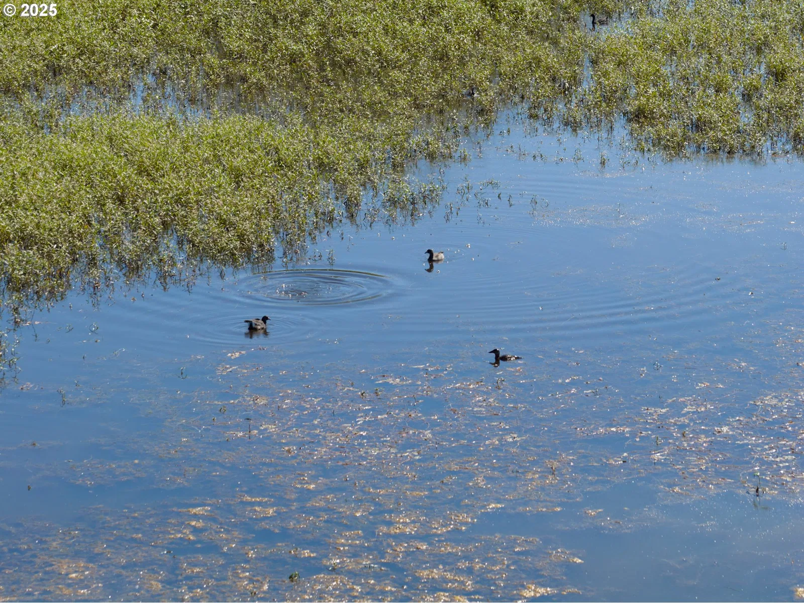 0 Duck Club Ct, Scappoose, OR 97056 — photograph 21