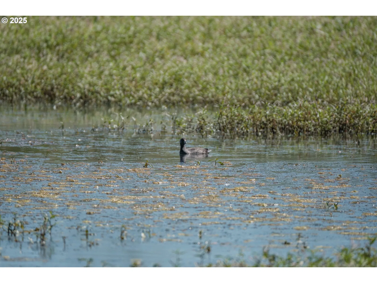 0 Duck Club Ct, Scappoose, OR 97056 — photograph 26