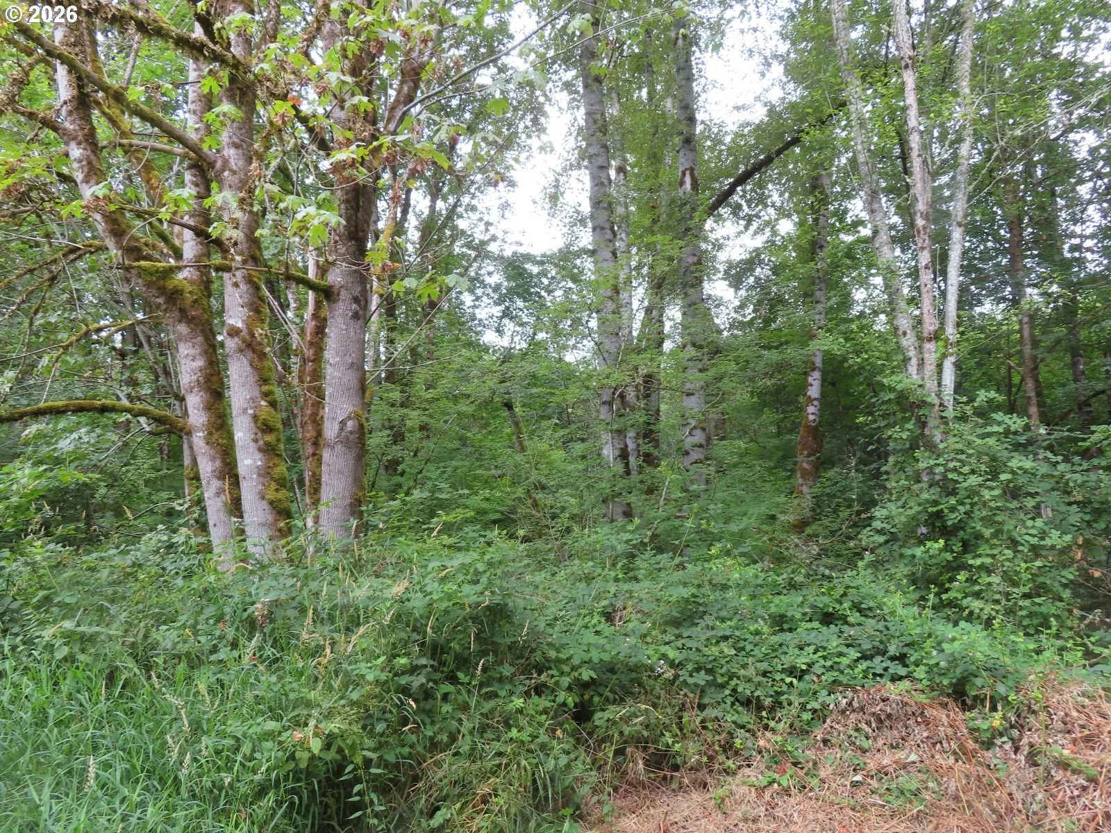 Del Ray Rd, Mossyrock, Wa 98564 — photograph 11
