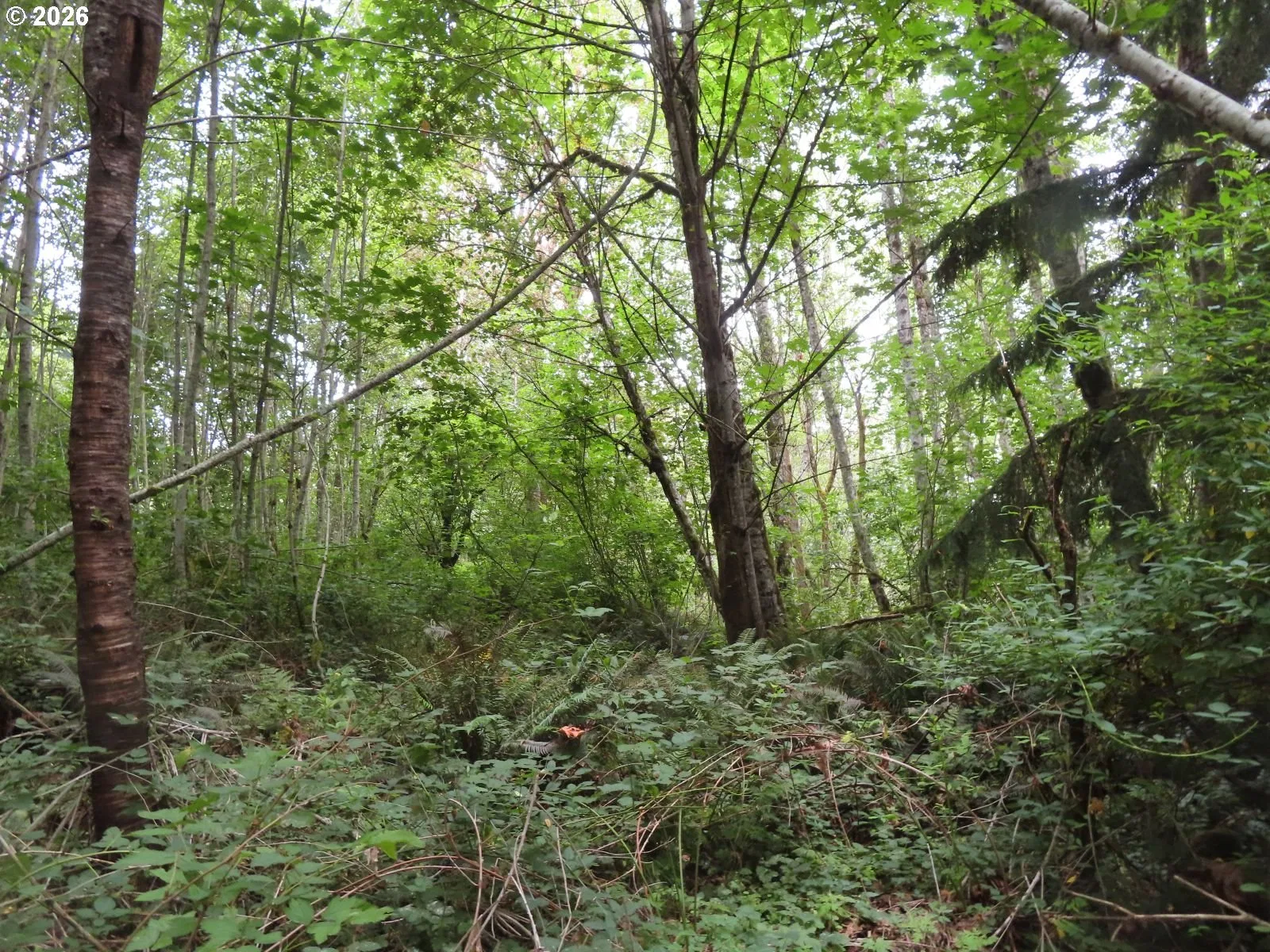 Del Ray Rd, Mossyrock, Wa 98564 — photograph 12