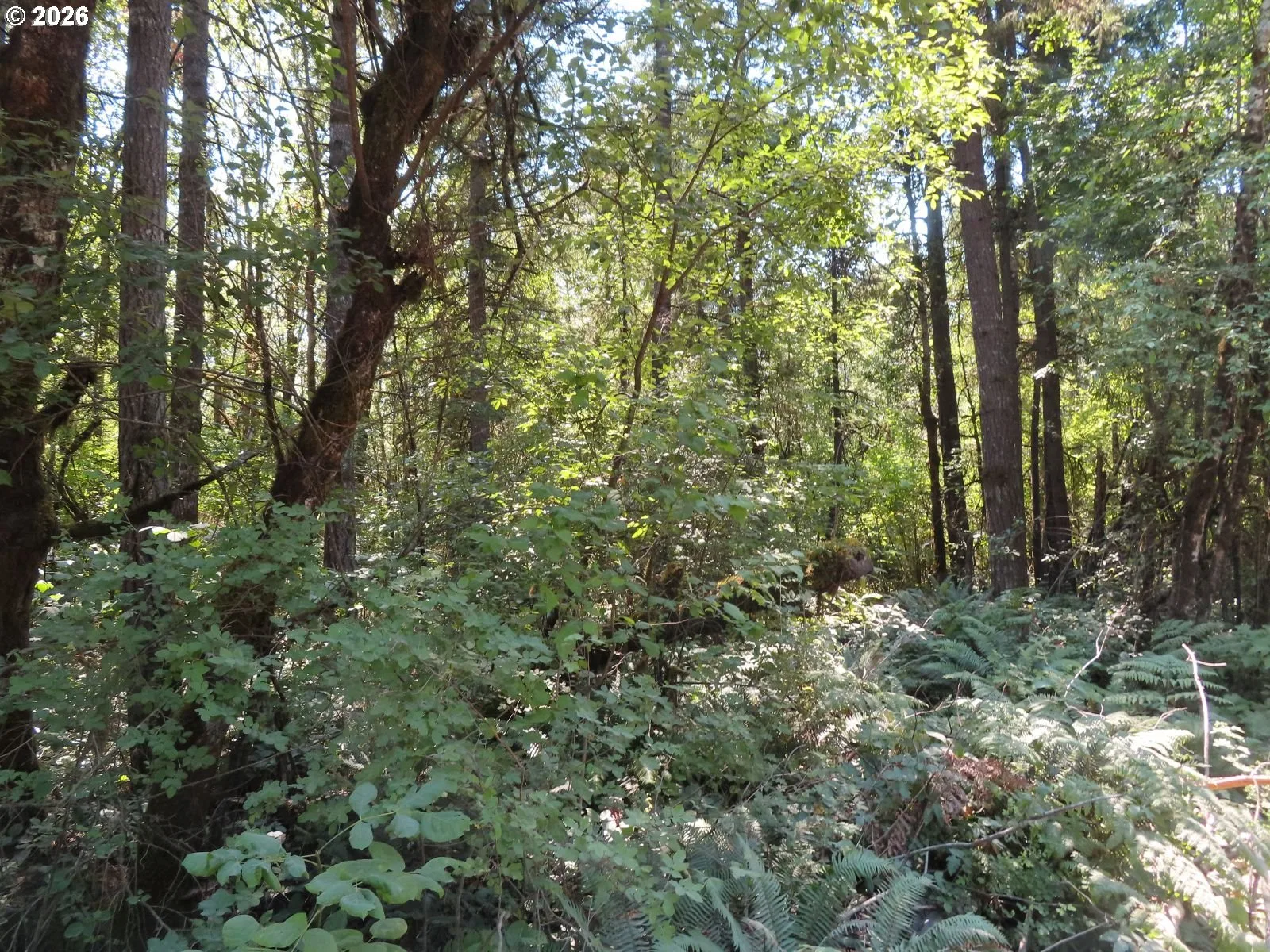 Del Ray Rd, Mossyrock, Wa 98564 — photograph 23