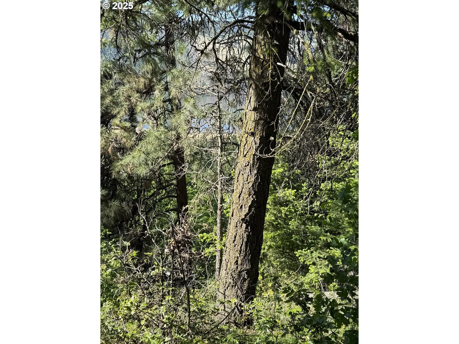 Coyote Ct Lot #42, Mosier, OR 97040 — photograph 14