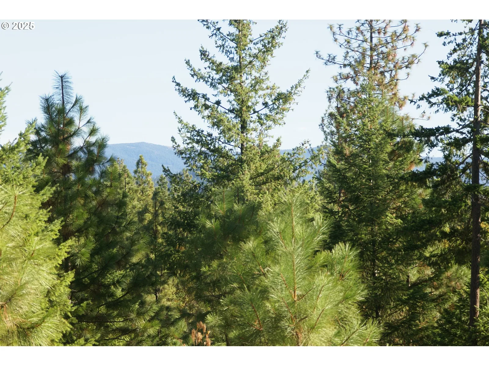 8 Ginger Way, Goldendale, Wa 98620 — photograph 6