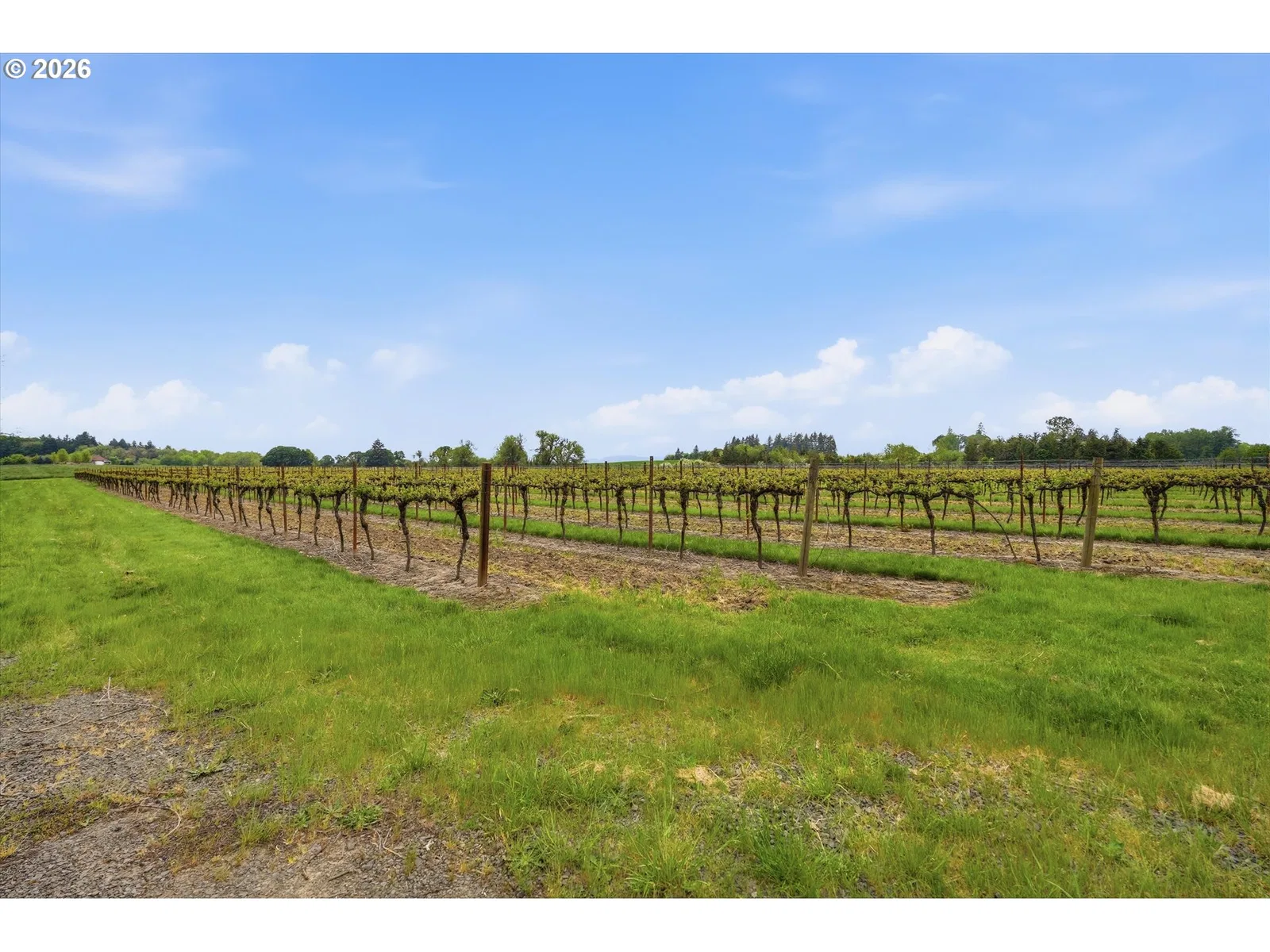 NE Yamhill Rd, Carlton, OR 97111 — photograph 15