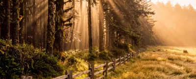 sunrise through the trees with a cedar fence and small field